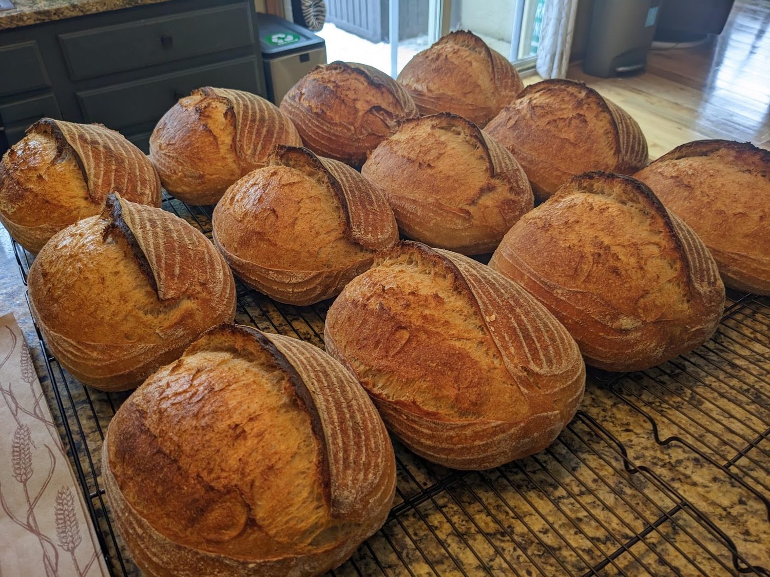Scored sourdough boules cooling on a rack